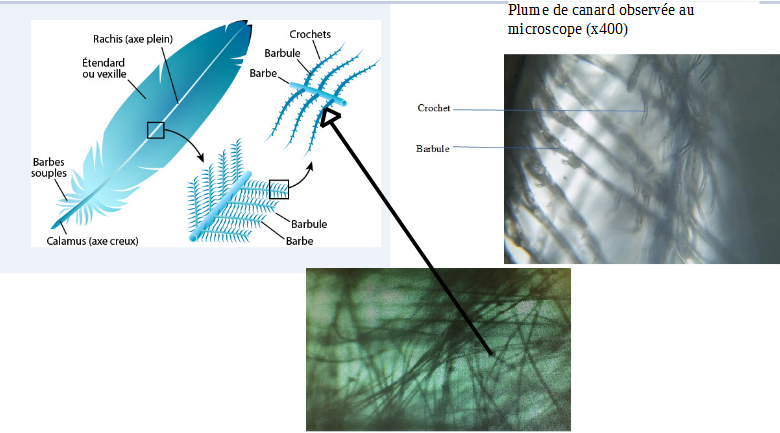 La stucture des plumes du canard