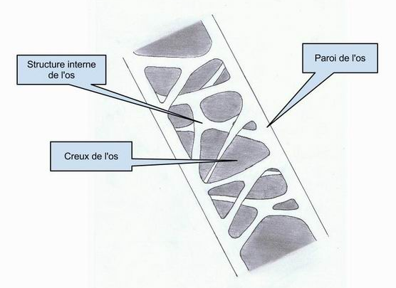 La structure des os du canard